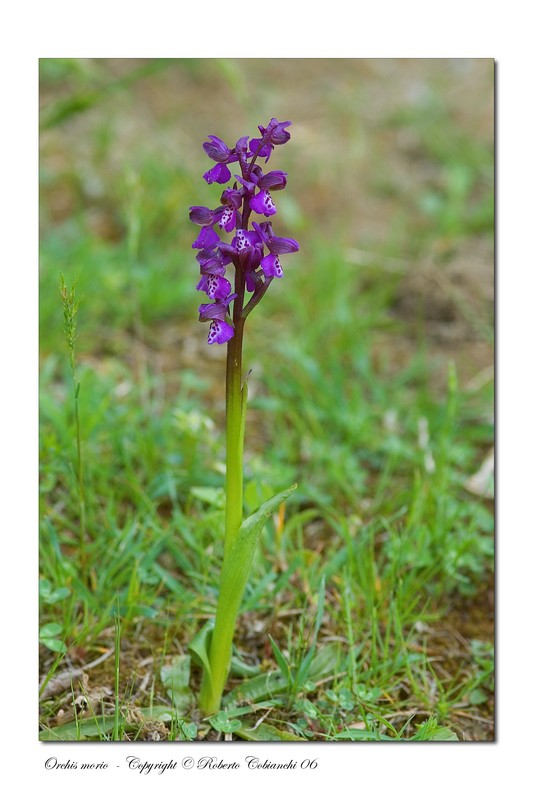 Orchis morio e Orchis purpurea